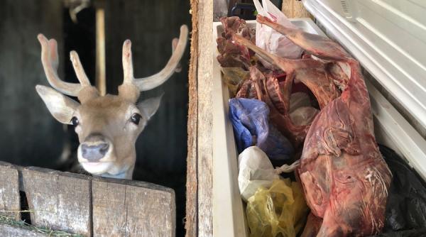 perchezitii in comuna belint la suspecti de braconaj ce au gasit politistii