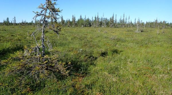 canicula in tara lui mos craciun 31 8 grade celsius cea mai mare temperatura din ultimii 100 de ani