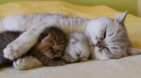 pisicile care traiesc in capitala sua vor fi numarate in cadrul unui recensamant cu durata de trei ani