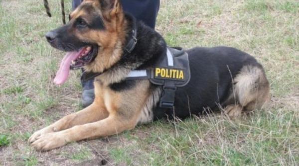 autorul unui furt din casa unor batrani descoperit cu ajutorul unui caine politist