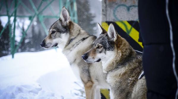 o haita de lupi cehi actori in ultimul episod al serialului baieti de oras