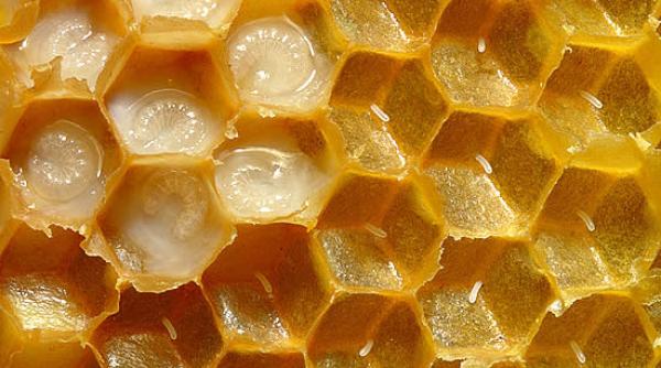 tratamente naturiste laptisorul de matca miracol