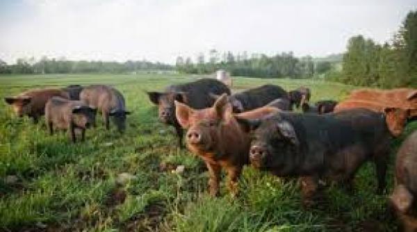 bulgaria construieste un gard la granita cu romania pentru a preveni raspandirea virusului pestei porcine africane