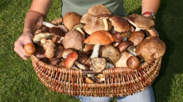 sase persoane din hunedoara s au intoxicat cu ciuperci culese din padure