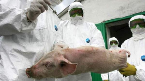 alerta in giurgiu judetul este sub cod rosu privind posibilitatea aparitiei cazurilor de pesta porcina africana
