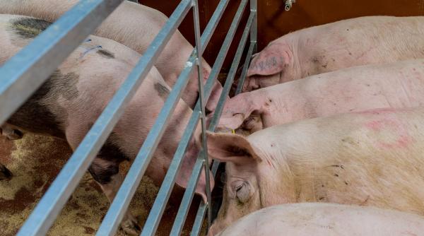 bulgaria ridica un gard pentru a se apara de pesta din romania