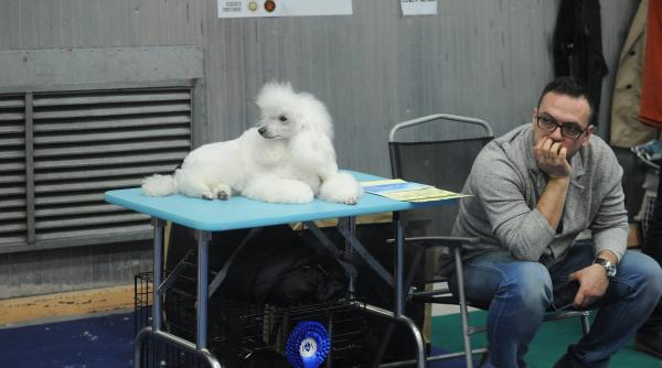 vanzarea cateilor fara pedigree interzisa in capitala