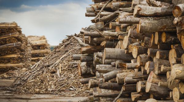 criza lemnelor pentru incalzirea caselor modifica codul silvic