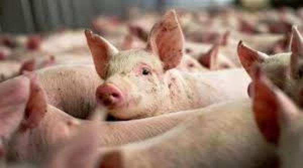 anunt soc peste 1 milion de porci ar putea fi eutanasiati din cauza pestei porcine