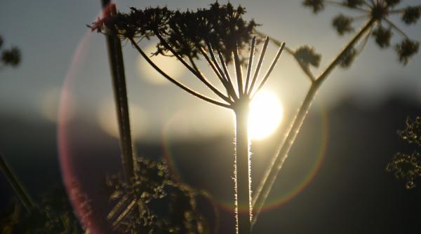 cod rosu de canicula pentru 18 orase din italia