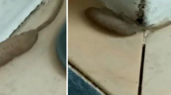 creatura ciudata care seamana cu un vierme cu coada video