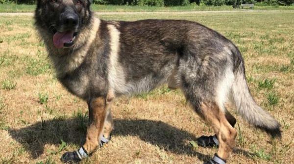 din cauza caldurii cainii politisti din zurich poarta incaltaminte speciala