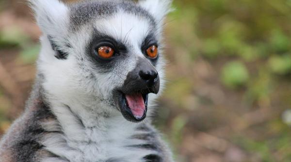 majoritatea speciilor de lemuri sunt pe cale de disparitie