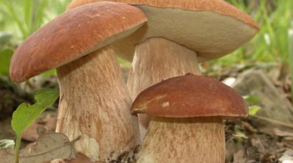 atentionari si recomandari privind comercializarea si consumul de ciuperci tu stii cum sa verifici daca sunt otravitoare