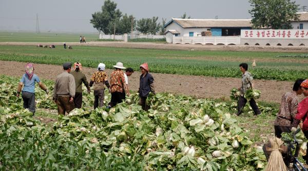 caldura extrema in coreea de nord
