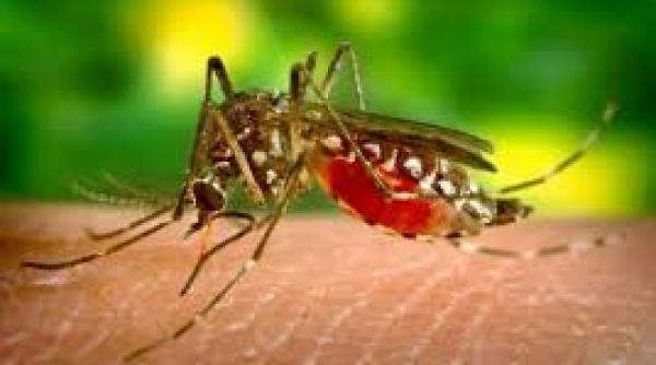 un adolescent si o femeie din braila infectati cu virusul west nile