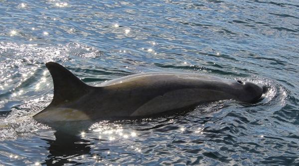 video amuzant cum o orca s a jucat cu un iaht