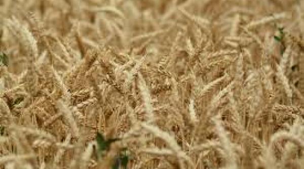 romania ar putea exporta grau porumb si ingrasaminte in sri lanka