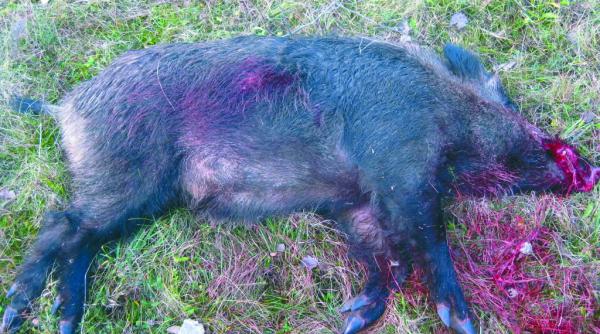 s a dat liber la macel in delta dunarii mistretii din rezervatia biosferei delta dunarii vor fi exterminati