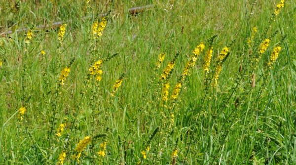 planta buna la toate turtita mare trateaza de la litiaza biliara pana la depresie