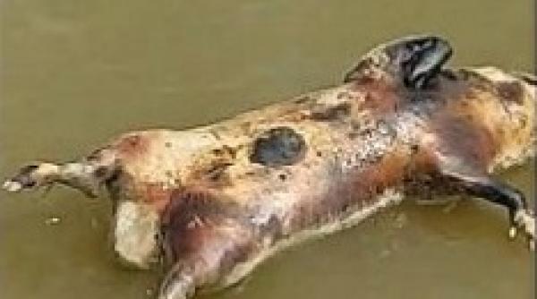 apa potabila din dunare e contaminata ce spun autoritatile