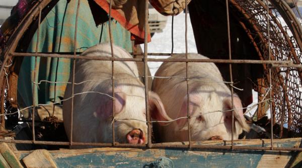 pnl vrea starpirea pestei politice