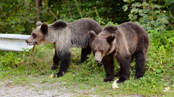 ministrul mediului o cauza a atacurilor ursilor este si guvernul tehnocrat