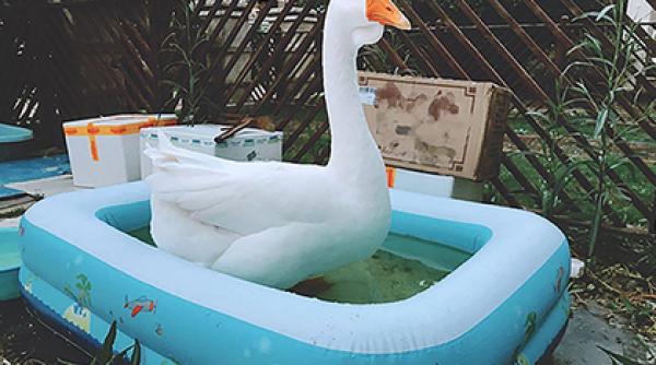 china gasca gugu a fost admisa la universitate