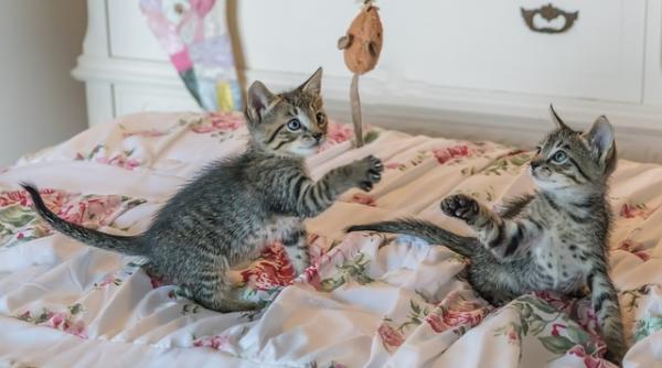 din grecia pana in germania cele mai stranii oferte de munca