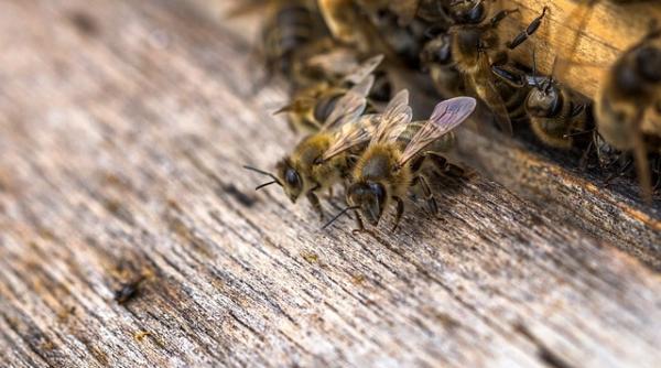 productia de miere grav afectata de vremea capricioasa