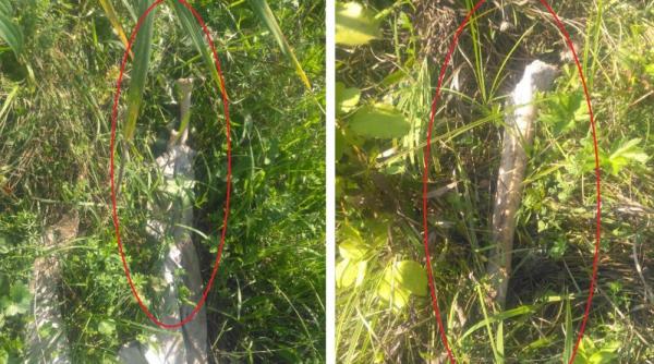 dambovita o persoana aflata la cosit a gasit oseminte pe camp