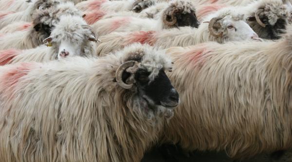 vine peste noi si pesta ovinelor