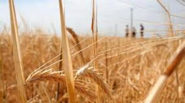 genomul complet al graului decriptat pentru prima data de cercetatori