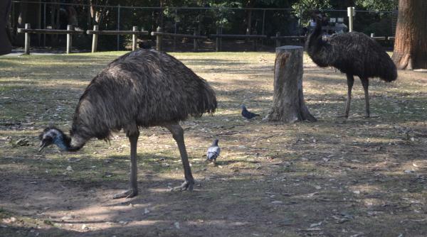 foto video oras din australia invadat de emu