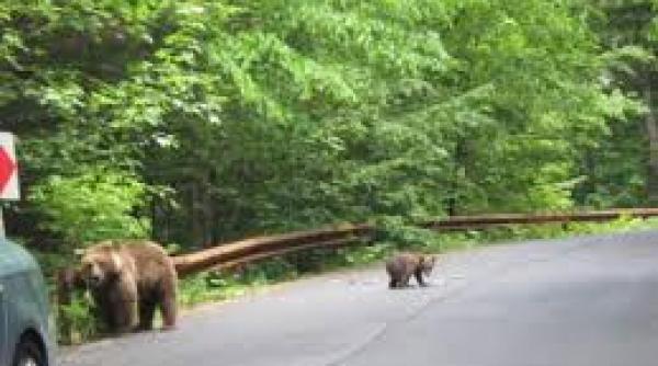pe autostrada a1 se vor monta indicatoare de avertizare in zona unde doi ursi au fost accidentati mortal