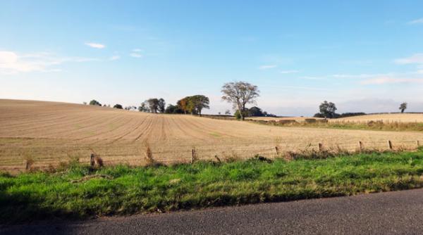 germania promite ajutoare de 340 de milioane de euro pentru fermierii afectati de seceta