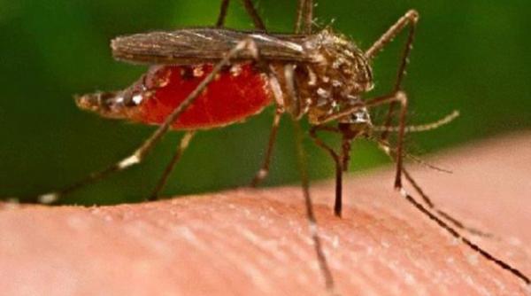 ministerul sanatatii sase persoane au murit in urma infectiei cu virusul west nile