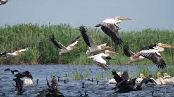 numarul de turisti in delta dunarii s ar putea dubla in acest an