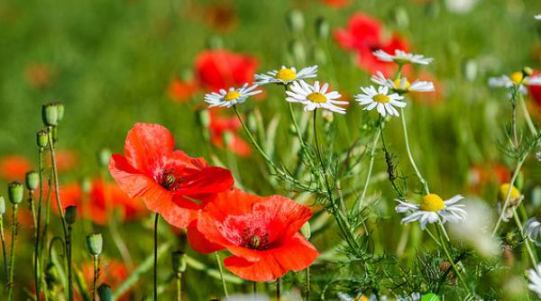 prognoza meteo pentru 24 25 26 si 27 august cer senin