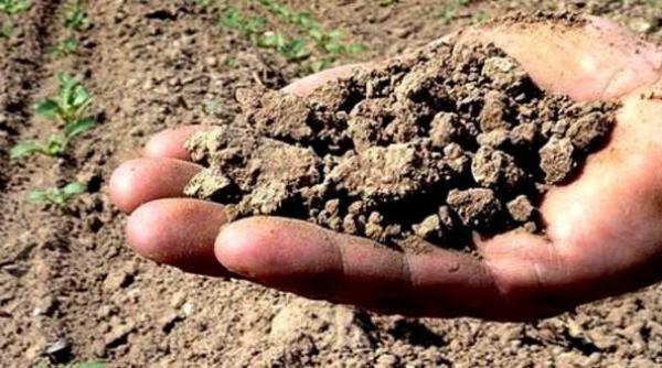 galati aproape jumatate din suprafata agricola a judetului a fost declarata calamitata de catre fermieri