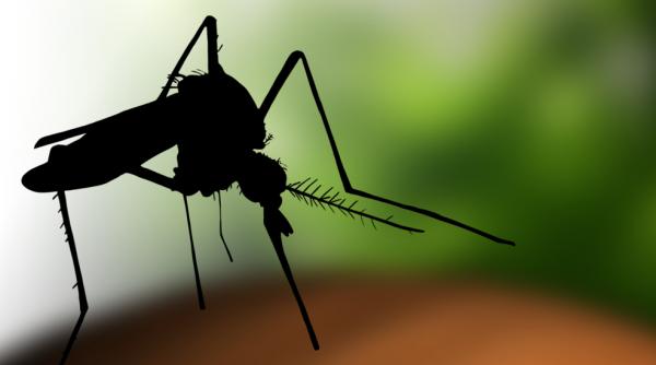 sase romani morti dupa infectarea cu west nile