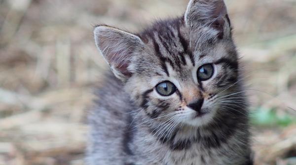 noua zeelanda nu mai vrea pisici lege care interzice oamnilor sa detina pisici