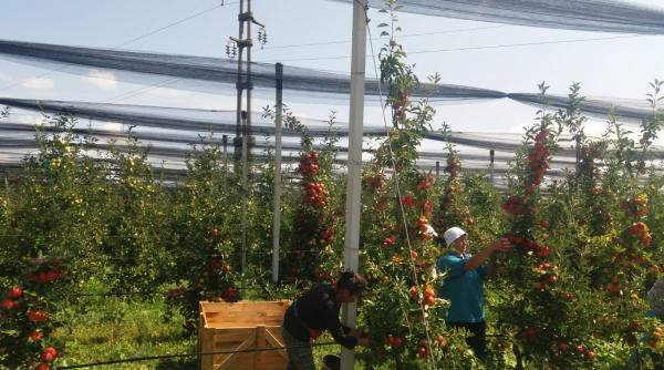 de ce e cercetarea in pom masterat doctorat salariu de maturator