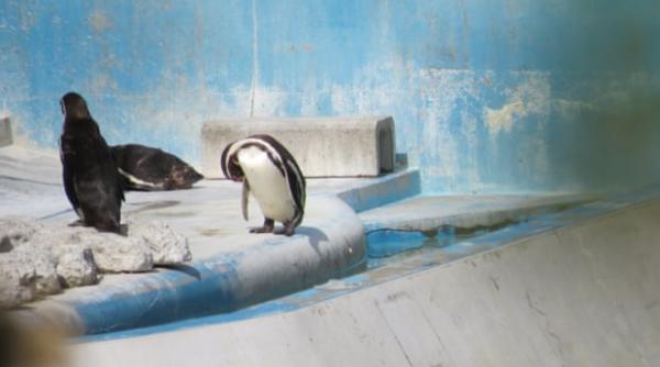 un delfin 46 de pinguini si mai multi pesti au fost abandonati intr un parc marin parasit