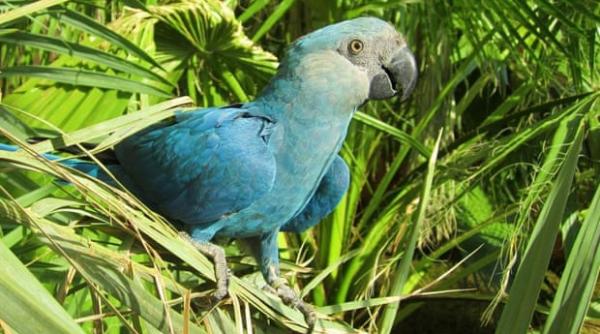 alte opt specii de pasari au disparut de pe terra