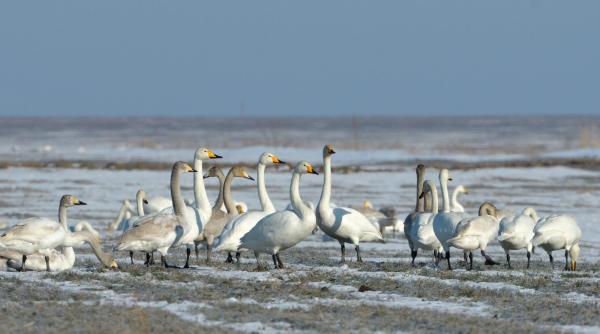 un concept nou pentru sarbatorile de iarna