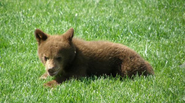 video jandarmii au eliberat un pui de urs blocat intr un container de gunoi