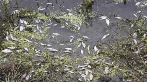 pestii mor preturile terenurilor scad