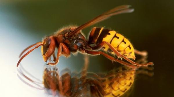 secretul tenului vedetelor veninul de albina