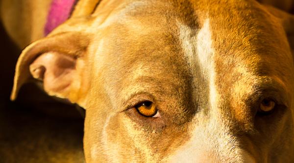 un caine amstaff neinregistrat a muscat un copil de 6 ani stapanul s a ales cu dosar penal